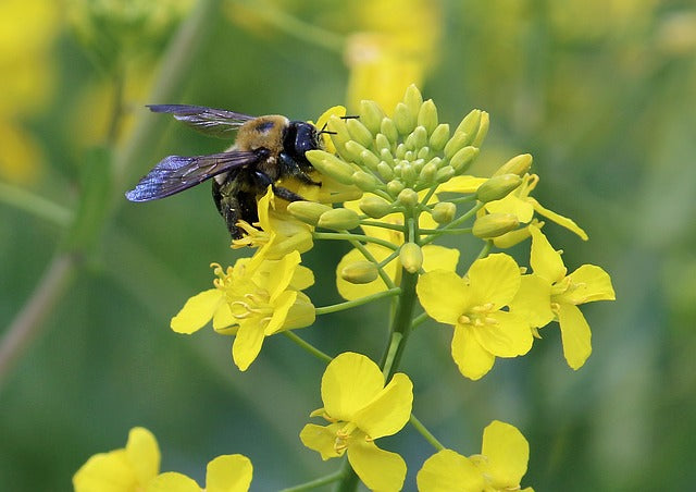 L’HUILE DE CANOLA CANADIENNE !